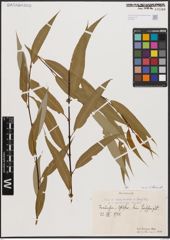 Salix babylonica L. x Salix fragilis L.